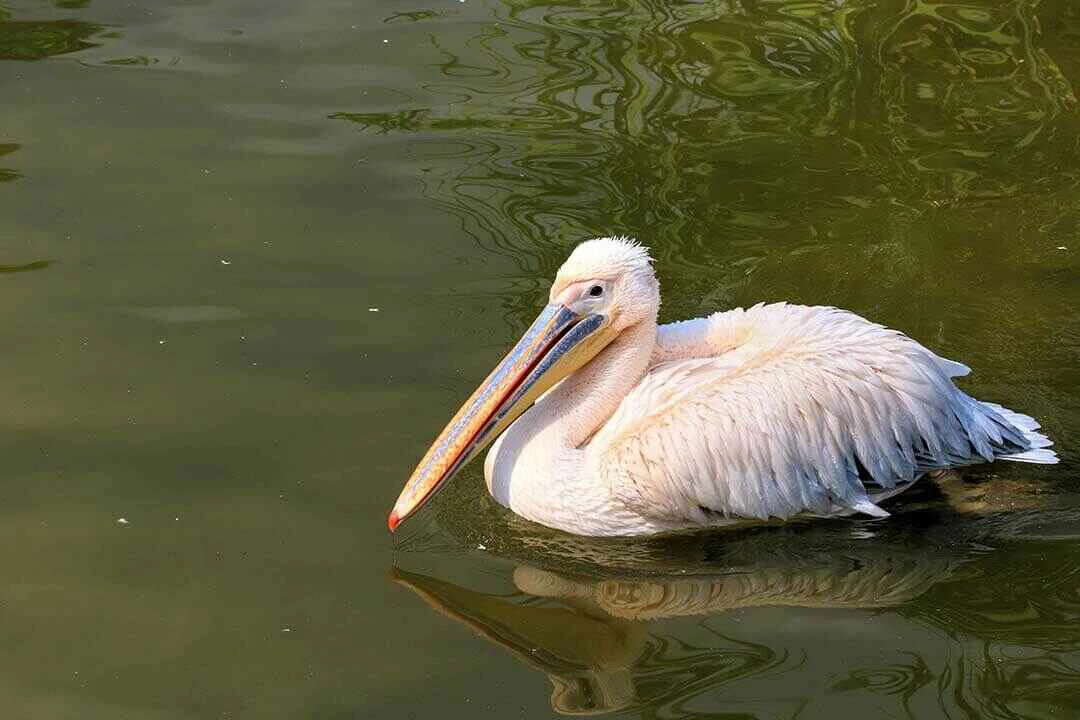 Great White Pelican e